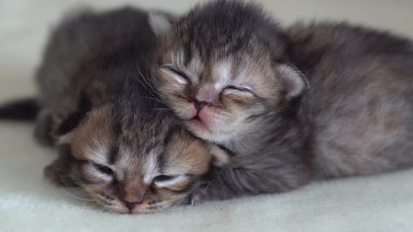 Cute Persian Kittens Sleeping On Sofa