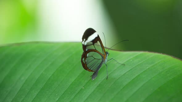 Butterfly World 12