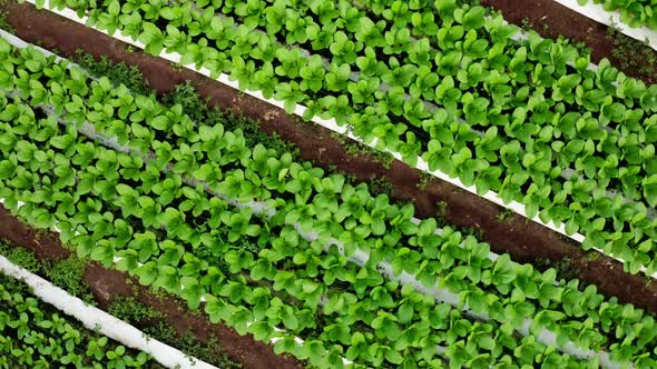 Aerial footage of rows of plants growing inside a large greenhouse