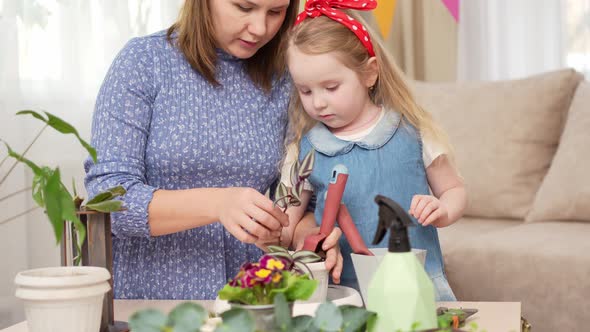 a Mother and Daughter Transplant Sprouted Houseplants to Pots