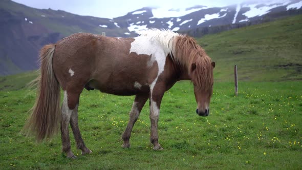 Icelandic Horse in Scenic Nature of Iceland