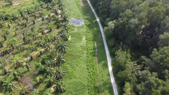 Small path between oil palm plantation and mangrove forest