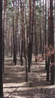 Vertical Video of the Pine Forest in the Afternoon