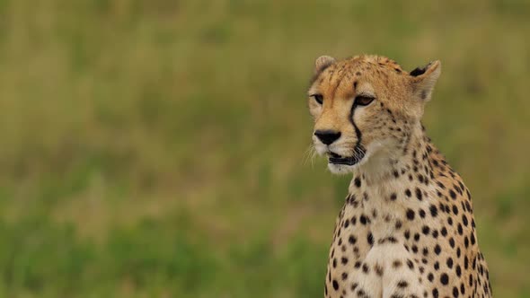 Magnificent Close Portrait of Cheetah Watching Around Estimating Situation Around in African