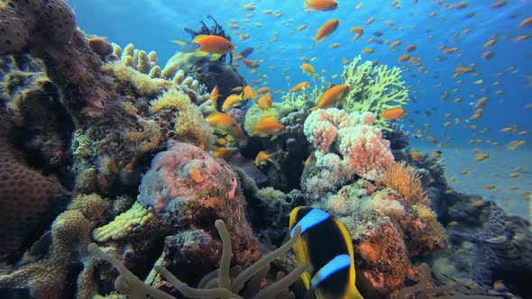 Clownfish Underwater Tropical Reef View