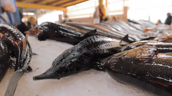 Fresh Sturgeon Fish On Display On Ice On Fishermen Market Store Shop