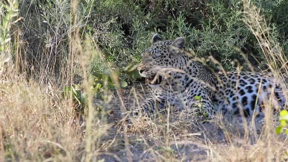 African Leopard scans surroundings from comfortable spot in the shade