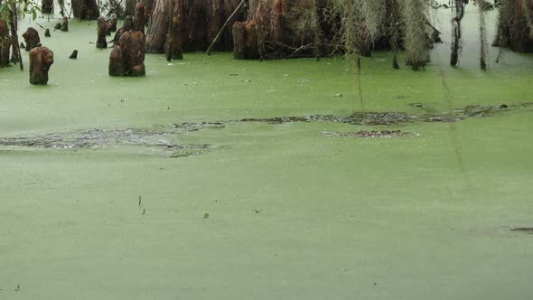 American Alligator Jumps after Fish in Florida Swamp