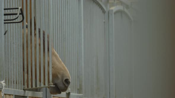 Close up of a horse going back in a stable box