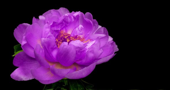 Beautiful Purple Peony Background. Blooming Peony Flower Open, Time Lapse, Close-up. Wedding