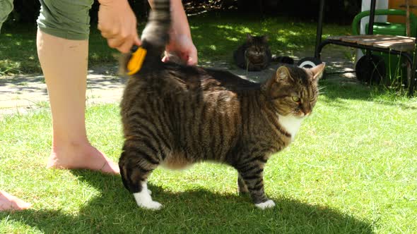 brushing a standing cat in the garden