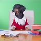 Dachshund Sits at Teacher Desk with Books and Papers in Room - VideoHive Item for Sale