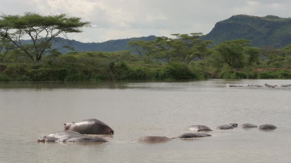 Hippos in a lake in Serengeti National Park Tanzania - 4K