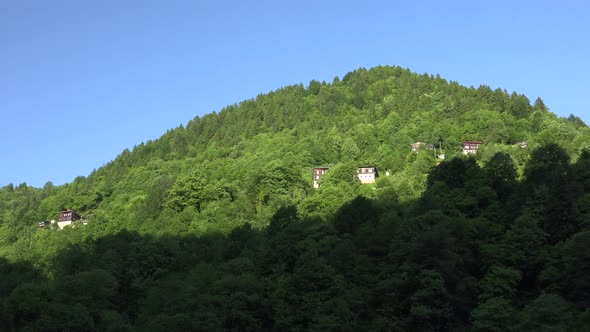 Strong Wind on Tree Leaves in Forested Mountain