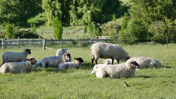 A group of sheep grazing grass and rest