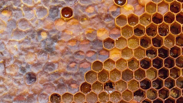 Slow Motion of Honey Frame with Open Hexagonal Cells with Pollen and Perga