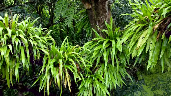 Areial views of Parasitic plants have been created depending on large trees