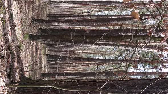 Vertical Video of Trees in a Pine Forest Slow Motion