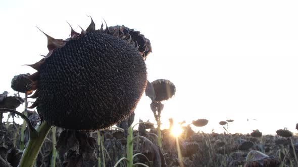 Sunflower Withered From Sun Before Sunset