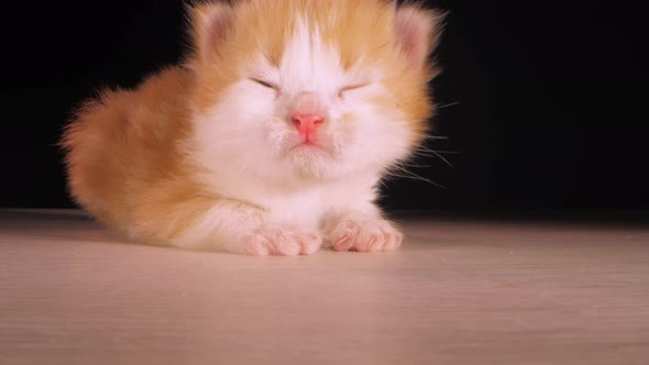 Little Kitten Domestic Animal Cat Lifts Up Head Opening Eyes