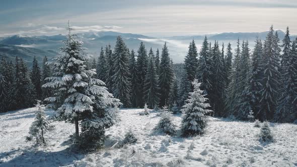 Closeup Pine Trees at Snow Mountain Top Aerial