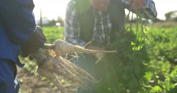 Mature man working on farm