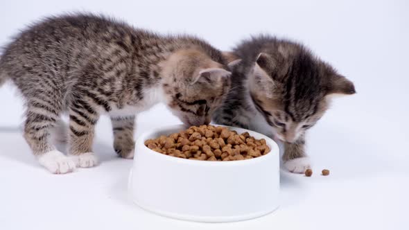 Two Little Striped Kittens Run Up to Big Bowl with Food and Start Eating Dry Cat Food for Small