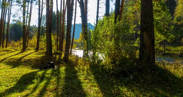 Mountain Evergreen Pine Tree Forest Timelapse at the Summer or Autumn Time