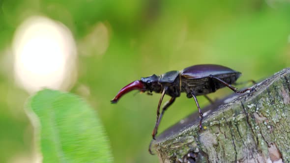 Fighting Beetle