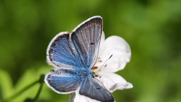 Slow motion of beautiful blue silk morpho butterfly opening wings on a daisy flower on blur backgrou