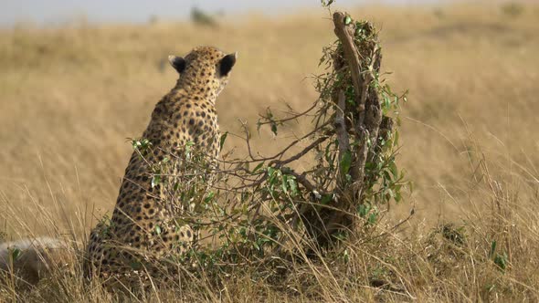 Cheetah with cub in Masai Mara
