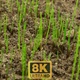 Growing Plants - 8K - VideoHive Item for Sale