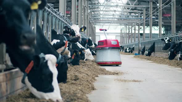 Animal Farm with Cows and a Robotic Feed Pusher