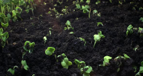 Plant Growth or Sprouts Sprouting Radish with Sun Glare