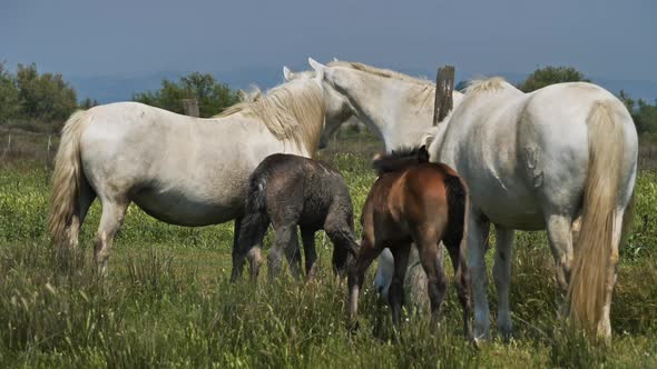 White Camargue horse, Camargue, France