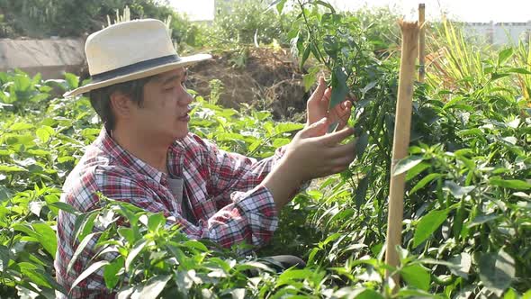 Asian farmers work on modern farming, growing organic vegetables on rooftops in urban buildings.