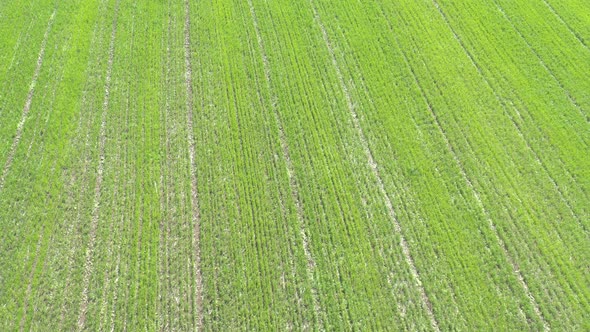 Tractor tire marks in the cultivated agricultural  field 4K drone video