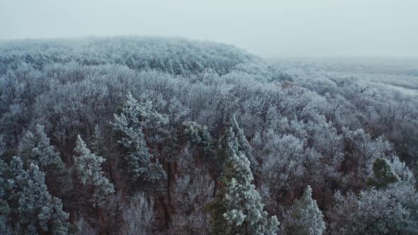 Winter landscape. Flying over the trees covered with hoarfrost