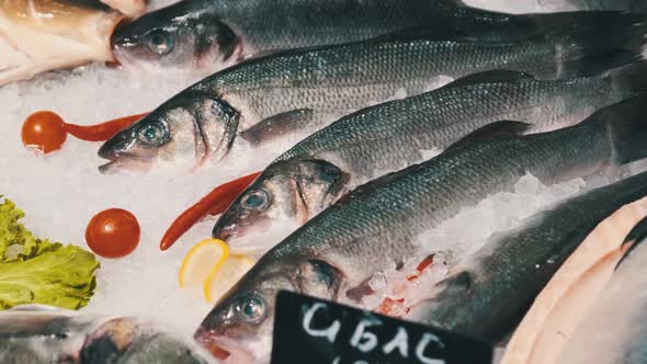 Lot of Fresh Sea Bass Fish Lies on Ice in a Supermarket Showcase Frozen Seafood