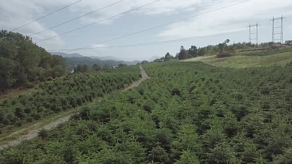 Low aerial view of a farm of Christmas trees in Norway.