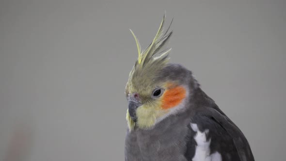 Colorful Breed Of Cockatiel Portrait - close up shot