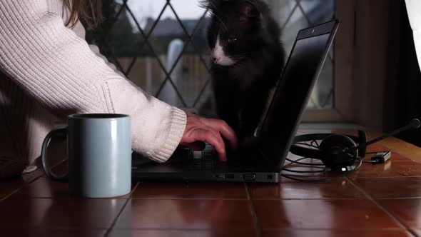 Busy woman working from home on laptop with pet cat medium shot