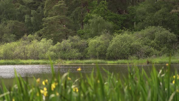 Looking over some Yellow Flowered Plants at a Small Scottish Loch