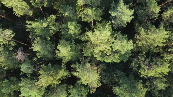 Aerial View of Trees in the Forest. Ukraine