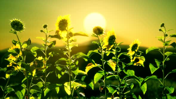 Big Beautiful Sunflowers at Sunset