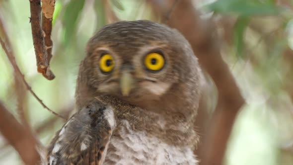 Close up from a Pearl-spotted owlet looking around and starts hooting
