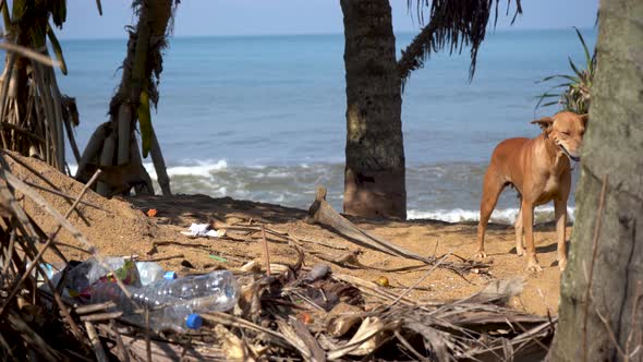 Homeless Dog and Her Puppy Walk Along the Beach in Search of Food