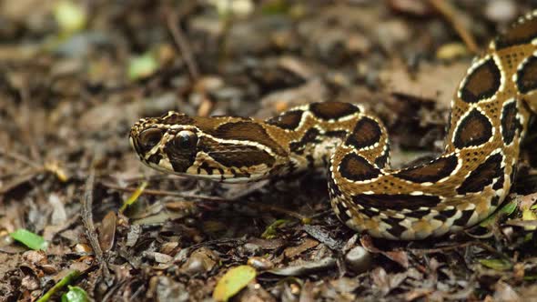 Juvenile Russell's Viper snake lays in ambush over the wet ground with its wonderful pattern on body