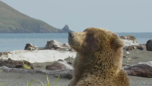 HD Grizzly Bear Sitting Upright On Shore