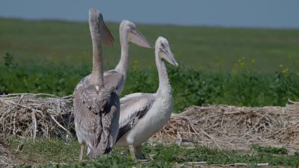 Young Dalmatian Pelican or Pelecanus Crispus in a Wild